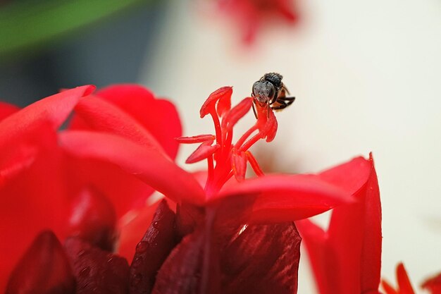 Foto prossimo piano di un insetto su un fiore rosso