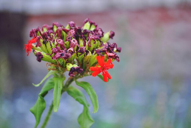 赤い花の植物の昆虫のクローズアップ