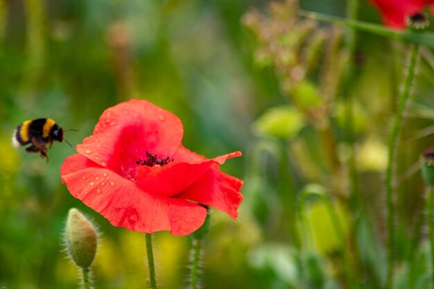 close-up of insect on red flowering plant
