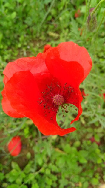 Close-up of insect on red hibiscus