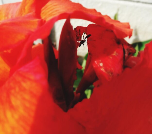 Close-up of insect on red hibiscus