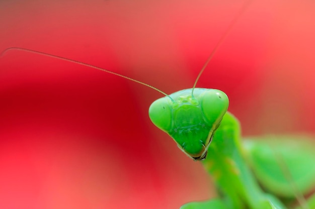 Photo close-up of insect on red leaf