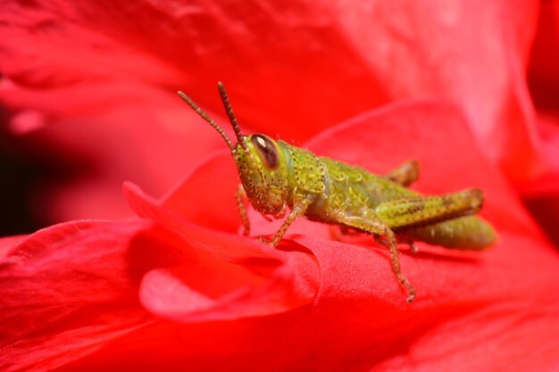 Close-up of insect on red leaf