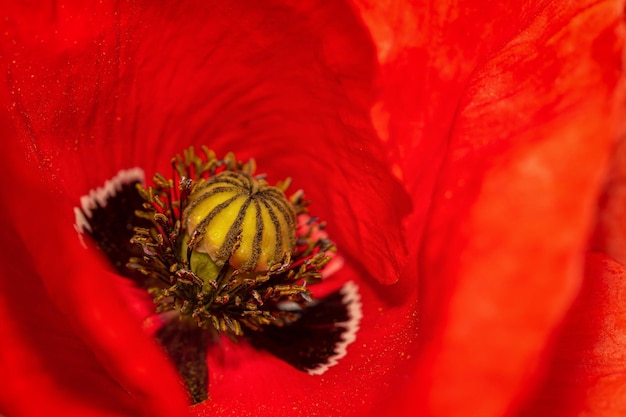 Photo close-up of insect on red poppy