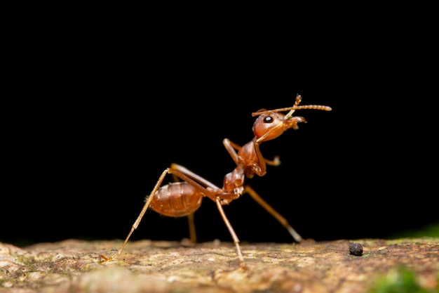 黒い背景の岩上の昆虫のクローズアップ