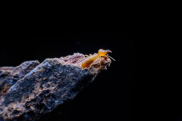 黒い背景の岩上の昆虫のクローズアップ