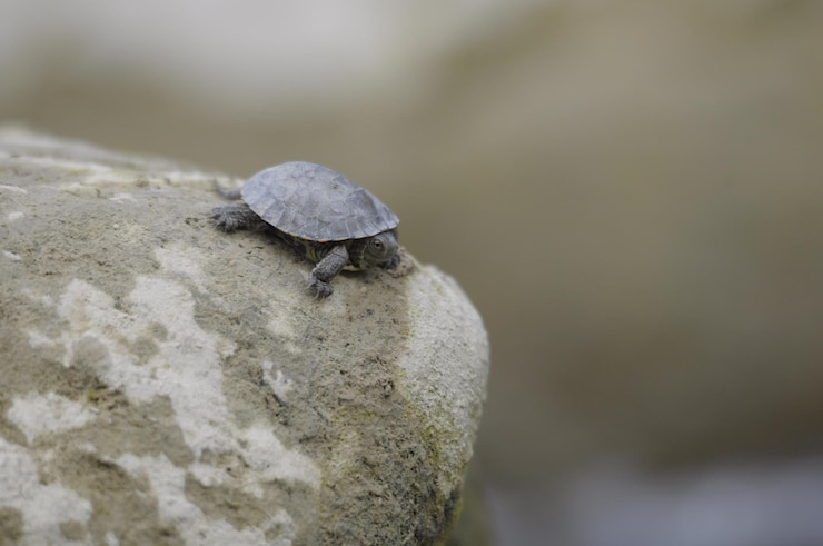 Photo close-up of insect on rock
