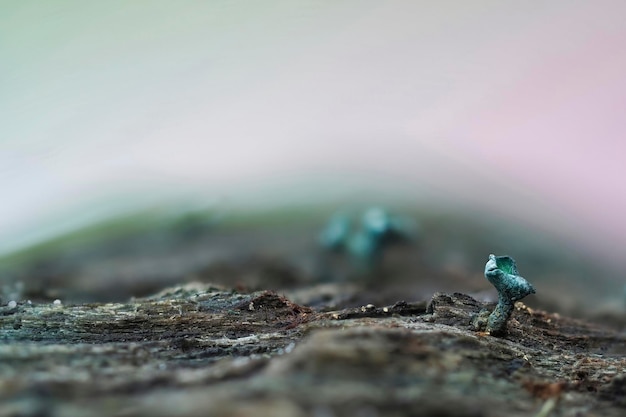 Photo close-up of insect on rock