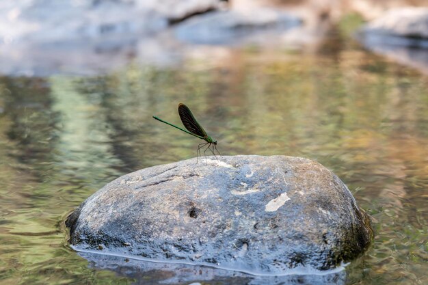 Foto prossimo piano di un insetto sulla roccia