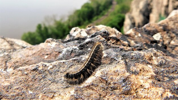 Photo close-up of insect on rock