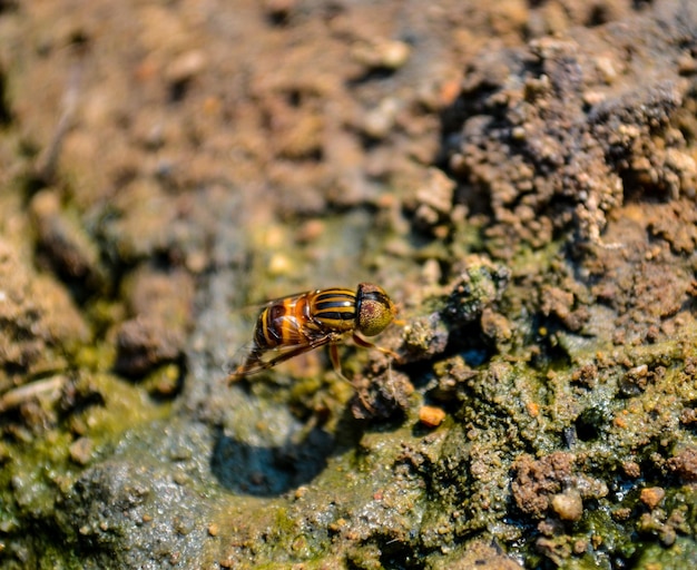 Photo close-up of insect on rock