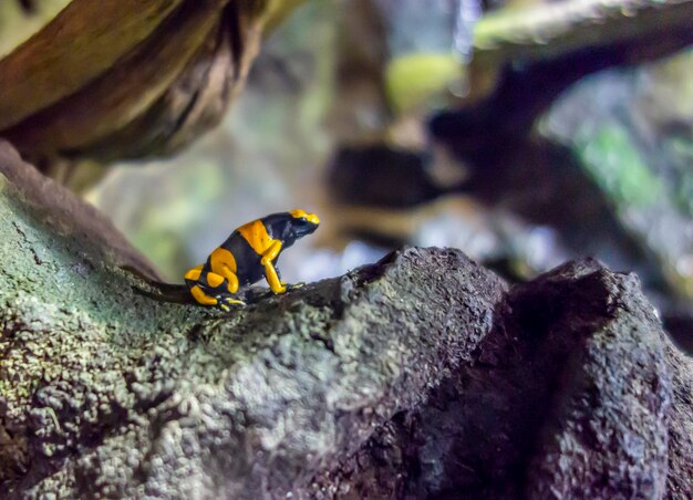 Photo close-up of insect on rock