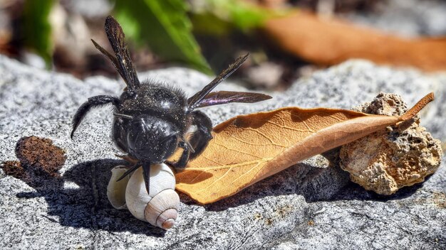 Photo close-up of insect on rock