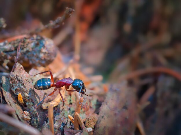 Photo close-up of insect on rock