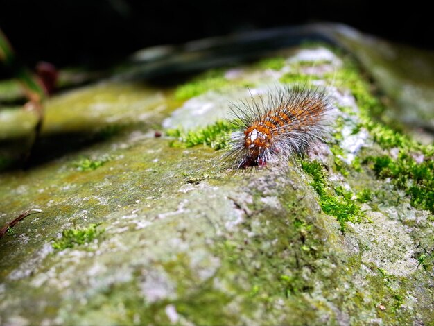 Foto prossimo piano di un insetto sulla roccia