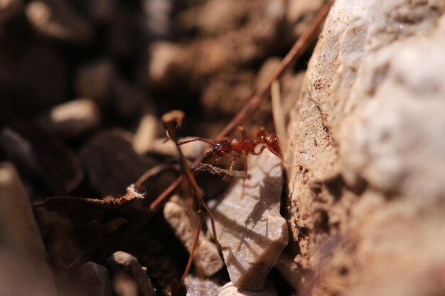 Close-up of insect on rock