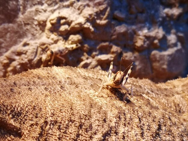 Foto prossimo piano di un insetto sulla roccia