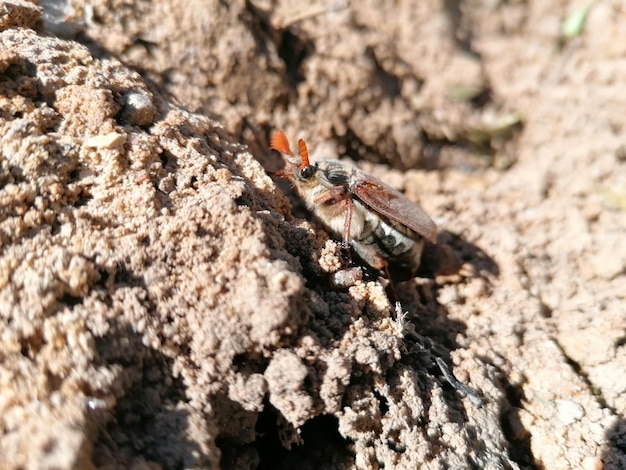 Photo close-up of insect on rock