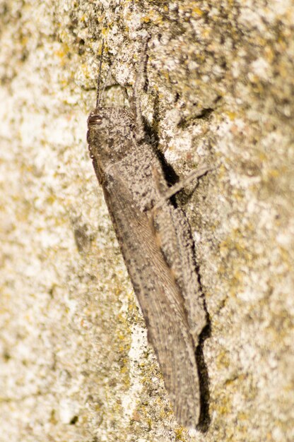 Photo close-up of insect on rock