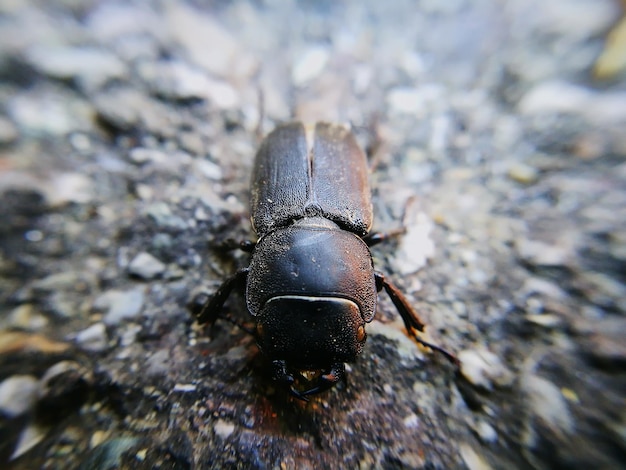 Close-up of insect on rock