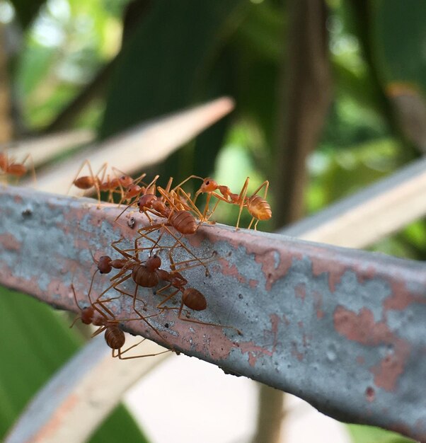 Close-up of insect on rusty metal