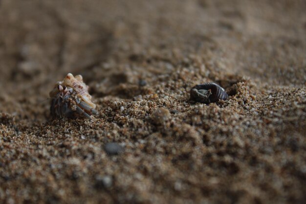 Photo close-up of insect on sand