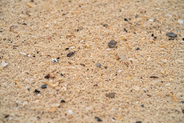 Близкий план насекомого на песке