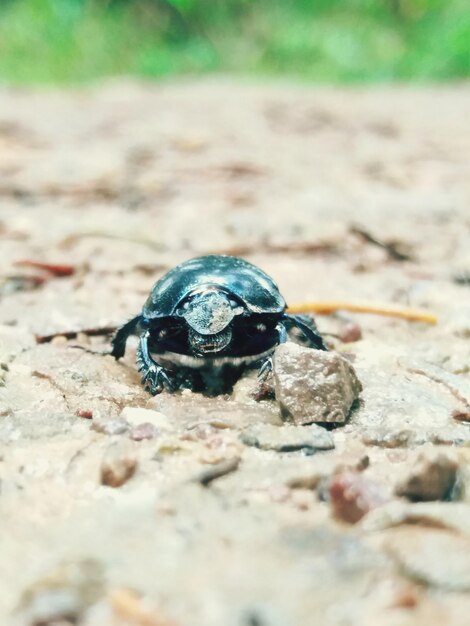 Close-up of insect on sand