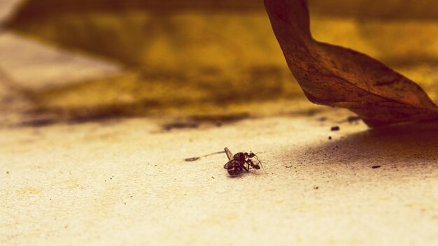 Close-up of insect on sand