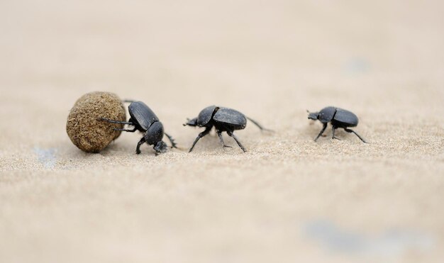 Close-up of insect on sand