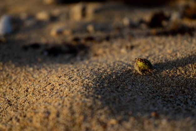 Photo close-up of insect on sand