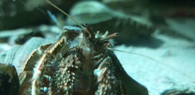 Photo close-up of insect on sea