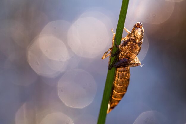 Close-up of insect shell on twig