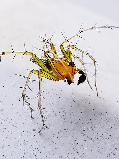 Close-up of insect on snow