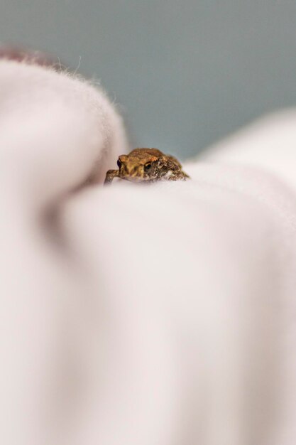 Close-up of insect on snow