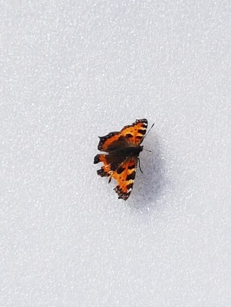 Close-up of insect on snow