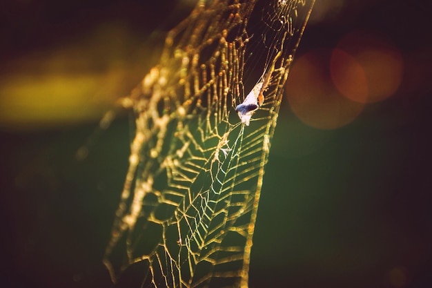 Close-up of insect on spider web