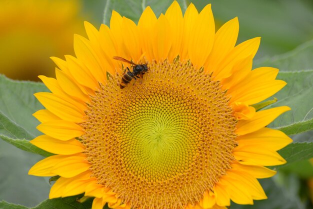 Close-up of insect on sunflower