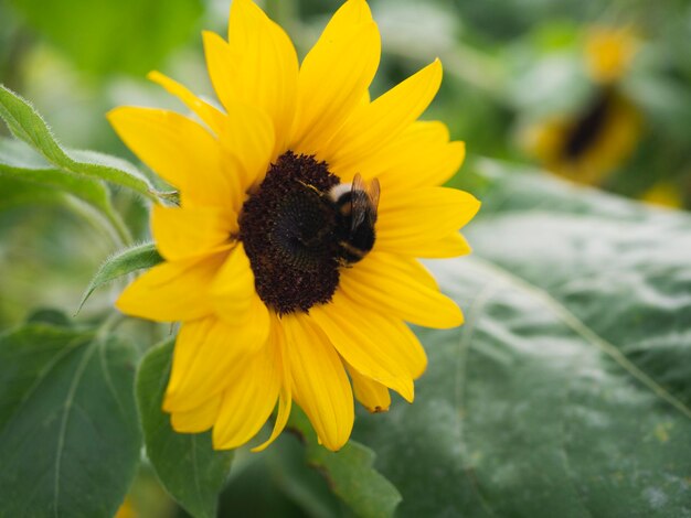 Close-up of insect on sunflower