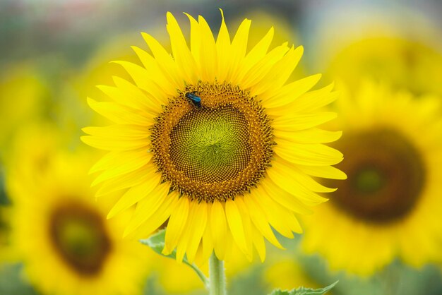 Close-up of insect on sunflower