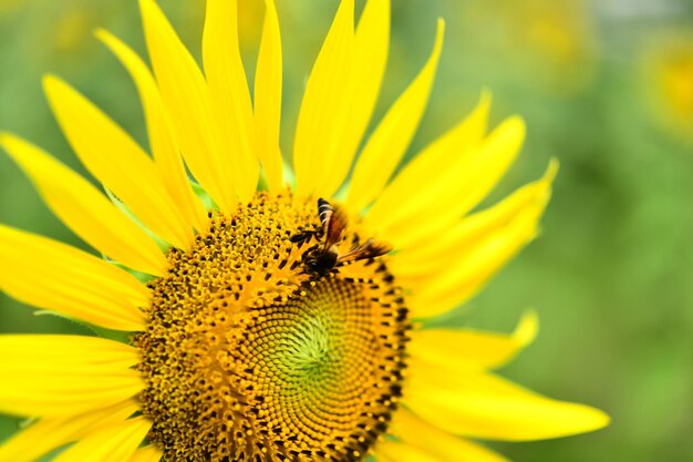 Close-up of insect on sunflower