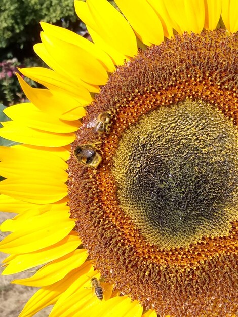 Close-up of insect on sunflower