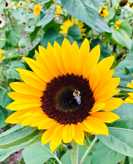 Close-up of insect on sunflower