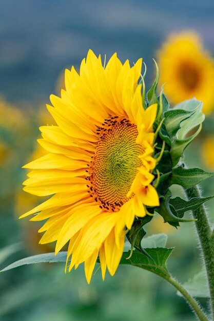 Close-up of insect on sunflower