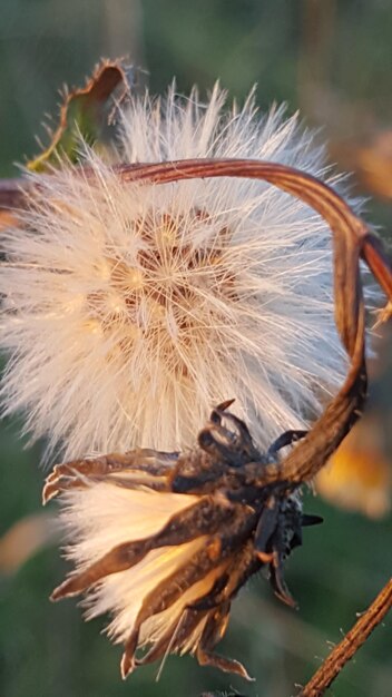 Close-up of an insect on thistle