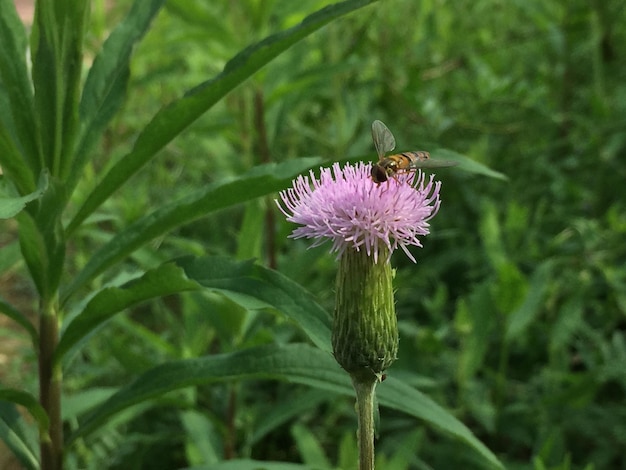 Foto prossimo piano di un insetto sul cardo