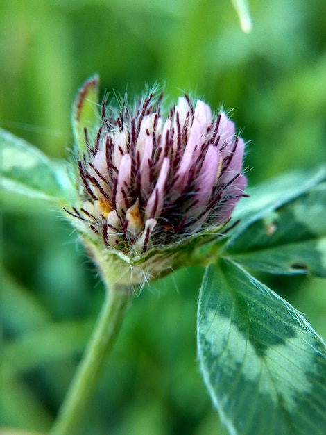 Close-up of insect on thistle