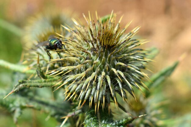 Close-up of insect on thistle