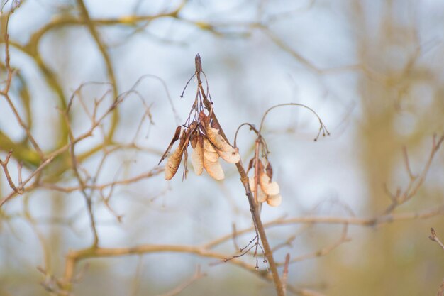 Foto prossimo piano di un insetto sul ramo di un albero