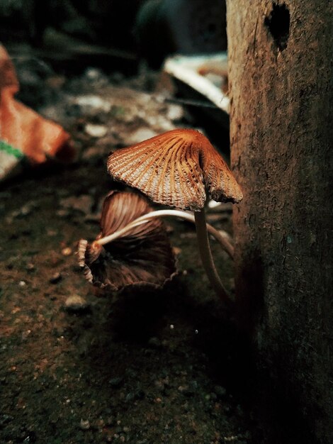 Close-up of insect on tree trunk